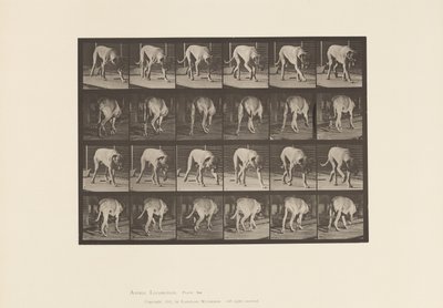Prato 704. Cão; Caminhada; Maçarico de Eadweard Muybridge