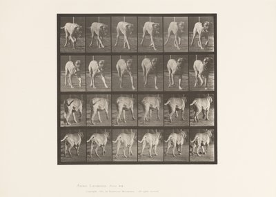 Placa 705. Cão; Trotador; Maçarico de Eadweard Muybridge