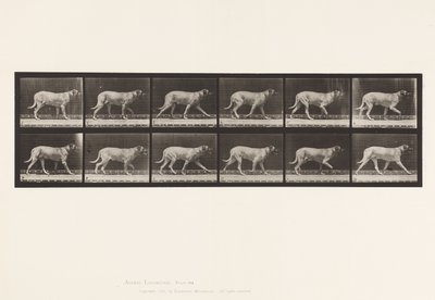 Placa 706. Cão; Trotador; Maçarico de Eadweard Muybridge