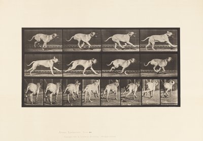 Placa 707. Cão; Galopante; Maçarico de Eadweard Muybridge