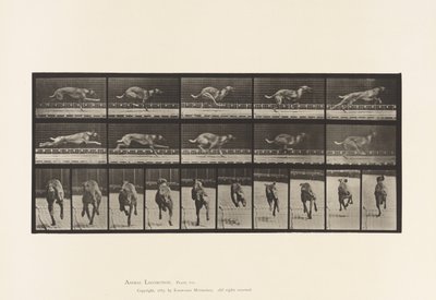 Placa 708. Cão; Galopante; Brown Racing Hound de Eadweard Muybridge