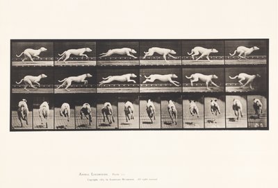 Prato 709. Cão; Galloping; White Racing Hound Maggie de Eadweard Muybridge
