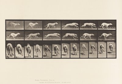 Placa 710. Cão; Galloping; White Racing Hound Maggie de Eadweard Muybridge