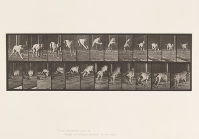 Placa 712. Cão; Jumping Hurdle; Mastiff, Dread de Eadweard Muybridge