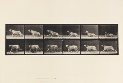 Placa 714. Cão; Arouseado por um Torpedo; Mastim-Smith de Eadweard Muybridge
