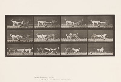 Placa 715. Cães; Três, Puxar uma toalha, Ike, Maggie, etc. de Eadweard Muybridge