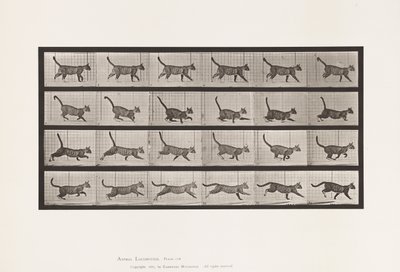 Placa 716. Gato; Caminhada, Mudança para Galloping de Eadweard Muybridge