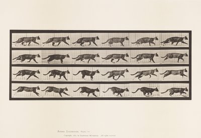 Prato 718. Gato; Trotting; Trotting; Mudança para Galloping de Eadweard Muybridge