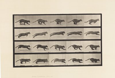 Prato 719. Gato; Galopante de Eadweard Muybridge