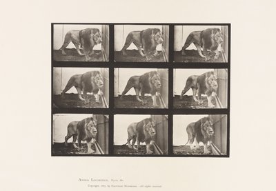 Placa 721. Leão; Caminhada de Eadweard Muybridge