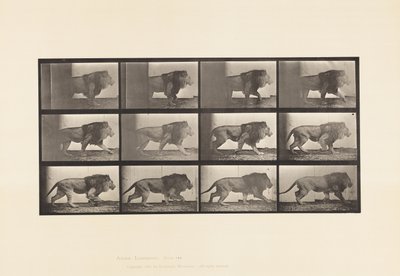 Placa 722. Leão; Caminhada de Eadweard Muybridge