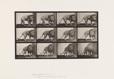Placa 723. Leão; Caminhando, Virando de Eadweard Muybridge
