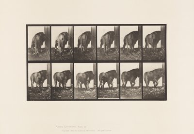 Placa 724. Leão; Caminhando, Virando de Eadweard Muybridge