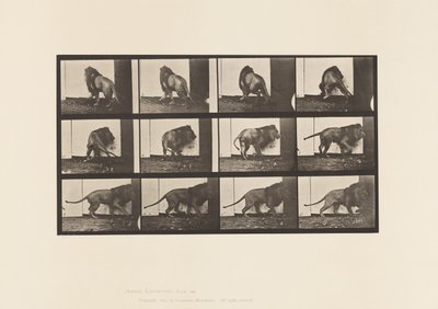 Placa 725. Leão; Caminhando, Virando de Eadweard Muybridge