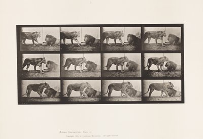 Placa 727. Lioness; Walking; Lion; Lying Down de Eadweard Muybridge
