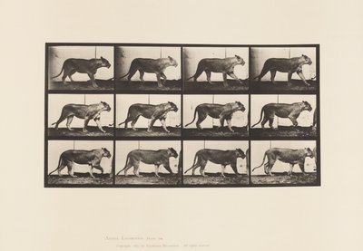 Placa 728. Lioness; Walking; Lion; Lying Down de Eadweard Muybridge