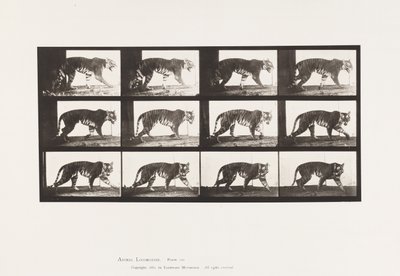 Prato 729. Tigresa; Caminhada de Eadweard Muybridge