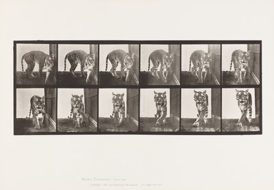 Prato 730. Tigresa; Caminhada; Volta de Eadweard Muybridge