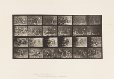 Placa 731. Jaquar; A, Caminhando; B, Dando a Volta de Eadweard Muybridge