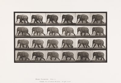 Placa 733. Elefante; Andar a pé de Eadweard Muybridge