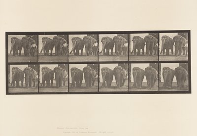 Prato 734. Elefantes; Dois, Caminhando de Eadweard Muybridge