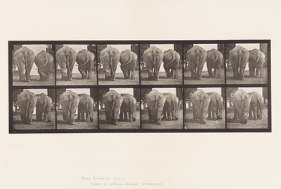 Prato 735. Elefantes; Dois, Caminhando de Eadweard Muybridge