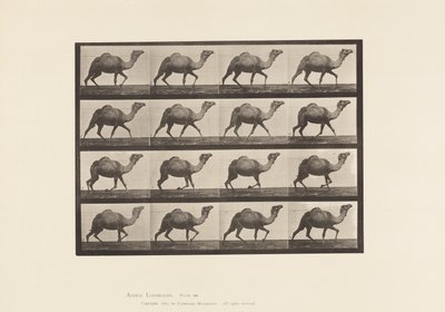 Placa 736. Camelo Egípcio; Racking de Eadweard Muybridge