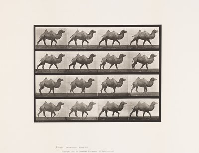 Placa 737. Camelo Bactriano; Caminhada de Eadweard Muybridge
