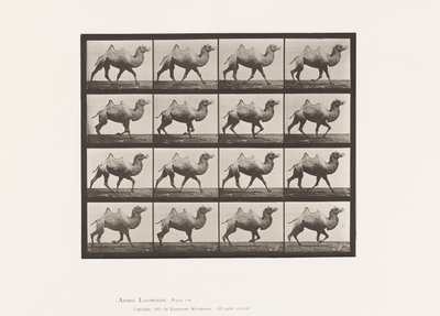 Placa 738. Camelo Bactriano; Racking de Eadweard Muybridge