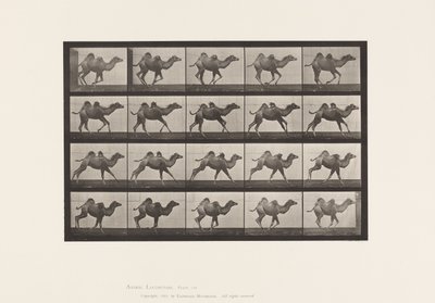Placa 740. Camelo Bactriano; (Jovem), Galloping de Eadweard Muybridge