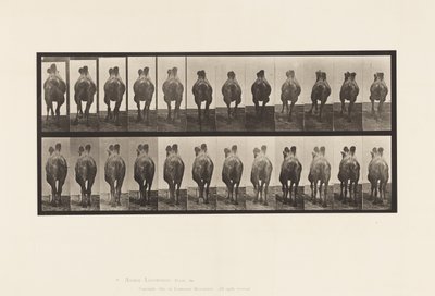 Prato 741. Camelo Bactriano; A, Caminhada; B, Racking de Eadweard Muybridge