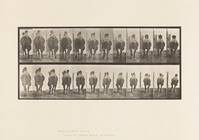 Prato 742. Camelo Bactriano; A, Racking; B, Galloping de Eadweard Muybridge
