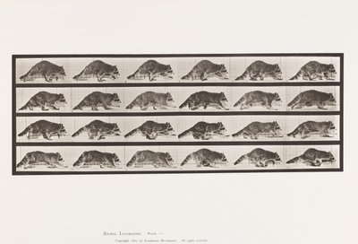 Prato 744. Raccoon; Caminhada; Mudança para Galloping de Eadweard Muybridge