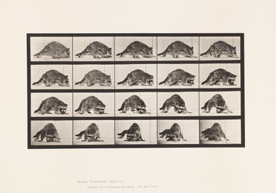 Placa 745. Raccoon; Caminhando; e Dando a Volta de Eadweard Muybridge