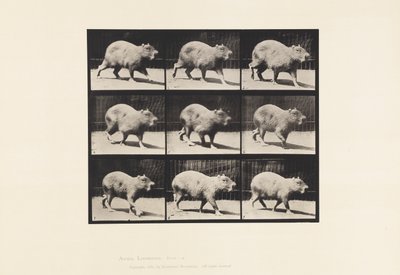 Prato 746. Capivara; Andar a pé de Eadweard Muybridge