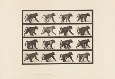 Placa 747. Babuíno; Caminhando em todas as quatro de Eadweard Muybridge