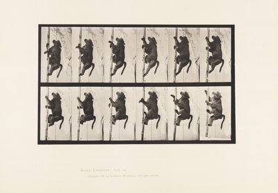Prato 749. Babuíno; Escalada de um Polo de Eadweard Muybridge