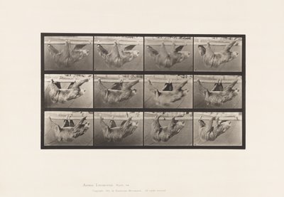 Prato 750. Preguiça; Andar, Suspenso num Pólo Horizontal de Eadweard Muybridge