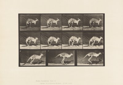 Placa 751. Canguru; Caminhando em Todos os Quatros; Mudança para Salto de Eadweard Muybridge