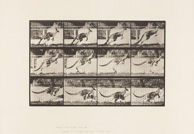 Prato 752. Canguru; Salto de Eadweard Muybridge