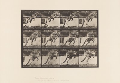 Prato 753. Canguru; Salto de Eadweard Muybridge