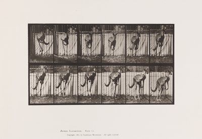 Placa 754. Canguru; Salto de Eadweard Muybridge