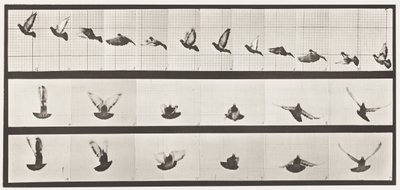 Placa 755. Pombo; Pombinho a voar de Eadweard Muybridge