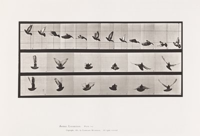 Placa 755. Pombo; Pombinho a voar de Eadweard Muybridge