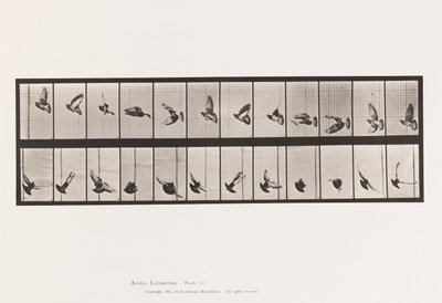 Placa 756. Pombo; Pombinho a voar de Eadweard Muybridge
