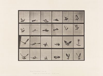 Prato 757. Pombo; Pombinho a voar de Eadweard Muybridge