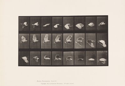 Prato 758. Cockatoo; Voando de Eadweard Muybridge