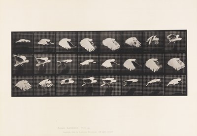Prato 759. Cockatoo; Voando de Eadweard Muybridge