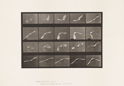 Placa 760. Cockatoo; Voando de Eadweard Muybridge