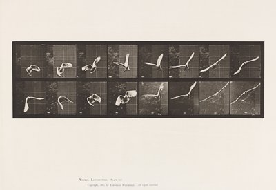 Prato 761. Cockatoo; Voando de Eadweard Muybridge